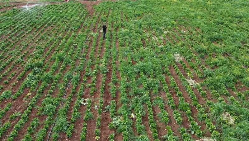 Kuraklık, Marul Hasadını Tehdit Altına Alıyor: Tarımda Beklenmedik Sonuçlar