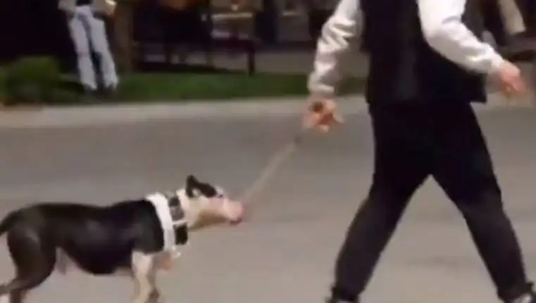 Ağızlıksız Pitbull, Başka Köpeklere Saldırdı: Sahibine Şok Para Cezası