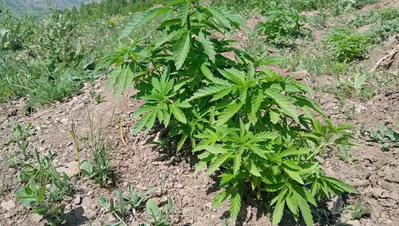 Bingöl'de Kaçak Tütün ve Kenevir Operasyonu: Şok Eden Bulgular!