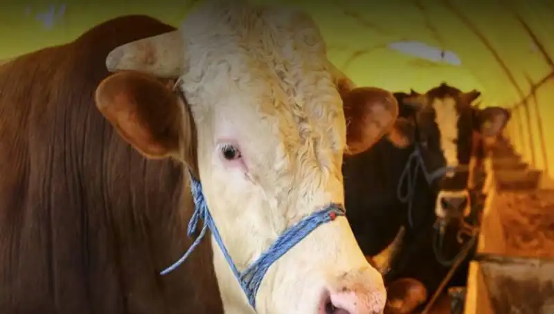 Akika Kurbanı Nedir? Gelenek ve Anlamı Üzerine Her Şey