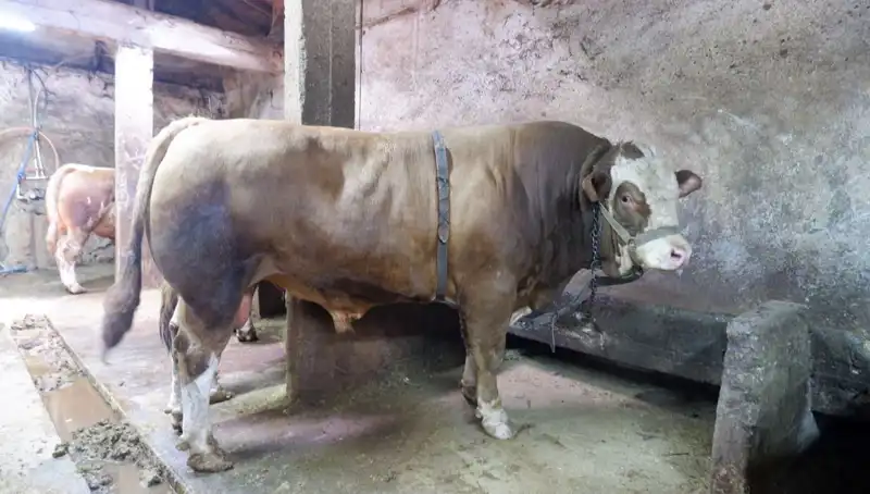Tam 1 Ton 200 Kilo! Bu Eşsiz Eşya Rekor Fiyata Satıldı
