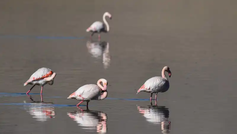 Kuş Cennetinde Kriz: Flamingo Popülasyonu Tehlikede