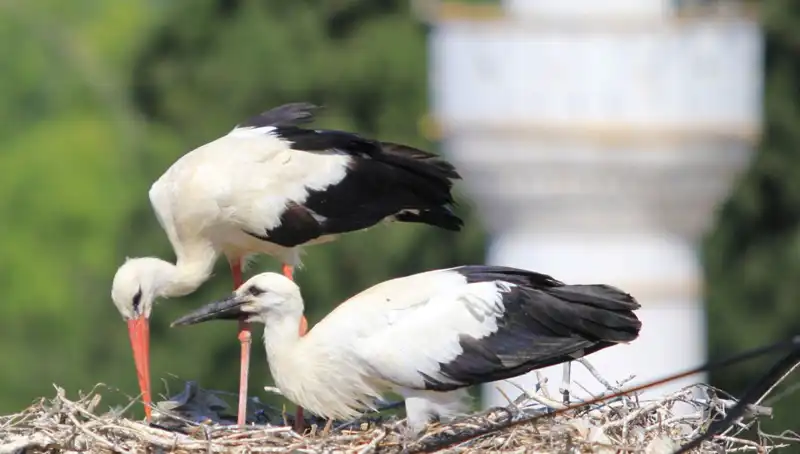 Yaren Leyleği Kıskandıran Leylek Köyü: 8 Kat Fazla Yuva Açıklandı!