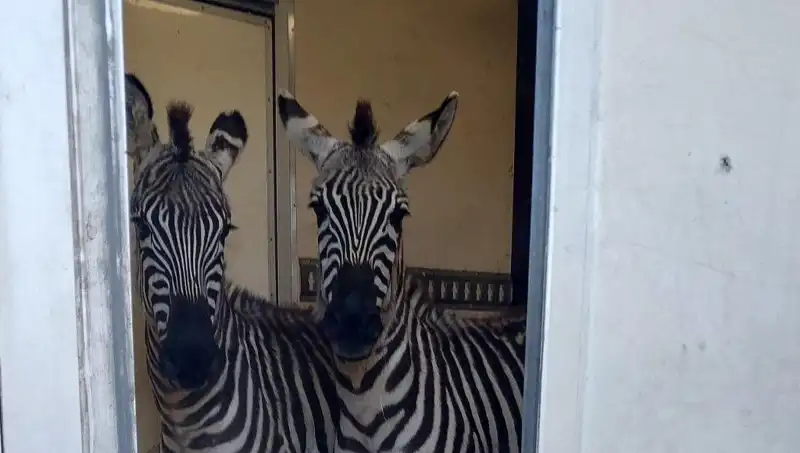 Sınırdaki Durdurulan Minibüste Şaşırtan Hayvan Yükü: Zebra, Maymun ve Daha Fazlası!