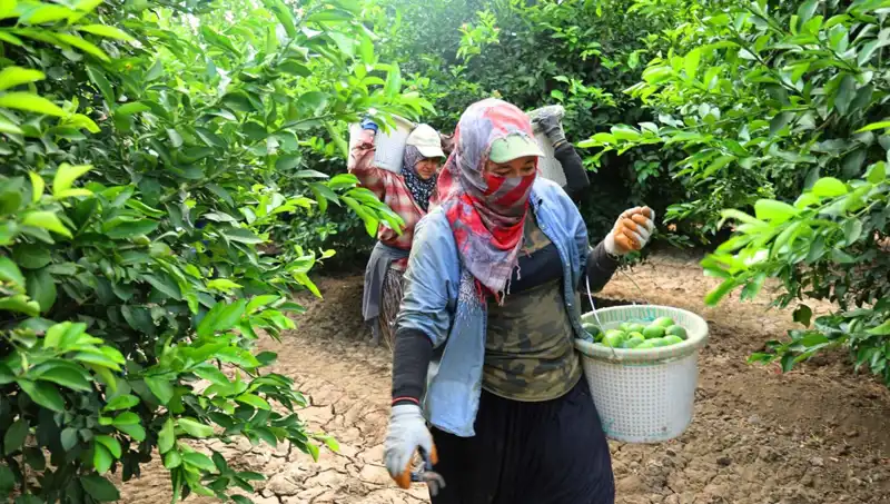 Markette Patates Fiyatları Rekor Kırdı: Yeni Hasat Umut Veriyor