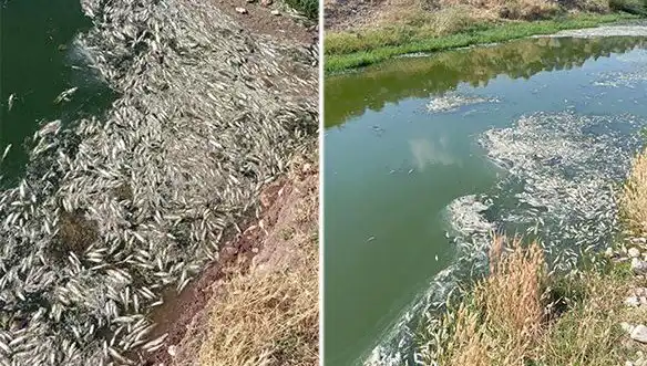 Karasu Çayı'nda Gizemli Balık Ölümleri: Sebepleri ve Sonuçları Ne Olacak?