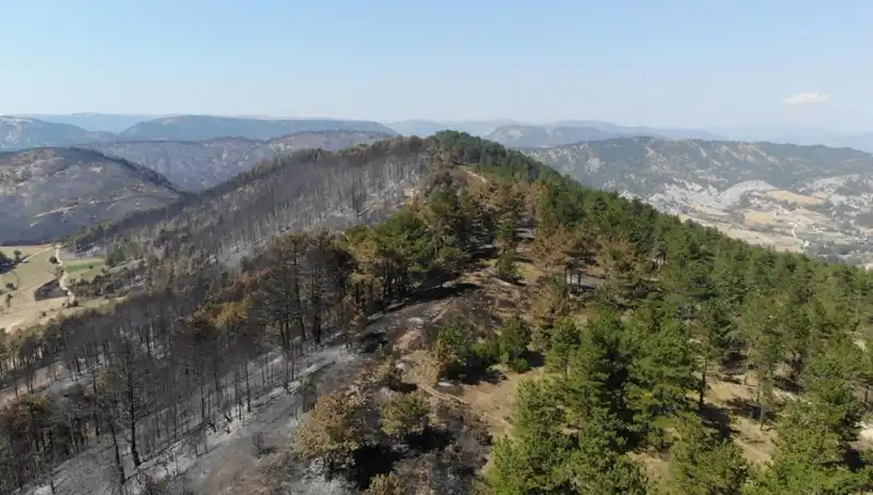 Bolu’da Ormanları Yeniden Canlandıracak Dev Fidan Seferberliği