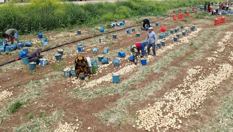 Soğan Hasadı Başladı: Fiyatlarda Düşüş Bekleniyor, Tüketiciler Yüzde Güldü!