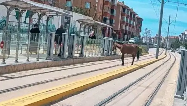 Eskişehir'de Tramvay Raylarında Başına Dert Açan Başıboş At Görüntülendi