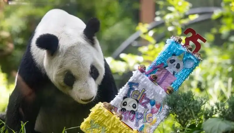 Dev Panda Xin Xin, 35 Yaşında Yıllara Meydan Okudu