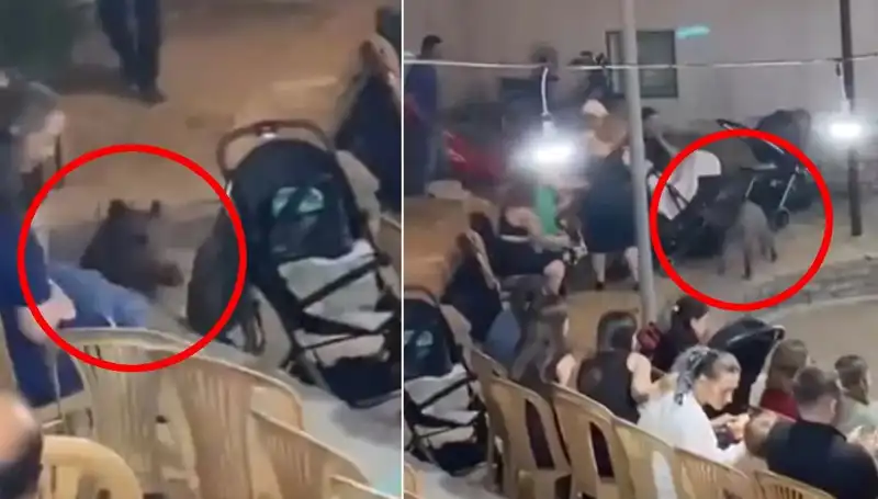 Yaban Domuzu Düğüne Dalınca Kaos Ortaya Çıktı: O Anlar Kayıtlara Geçti