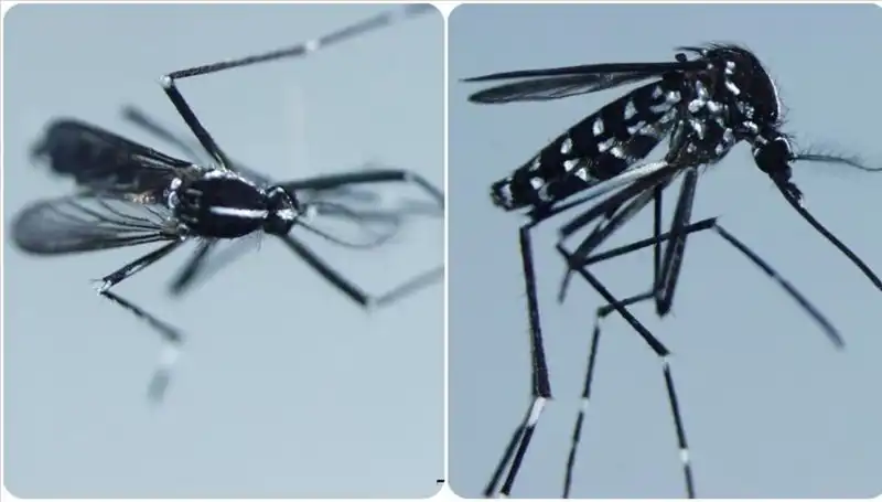 Chikungunya Virüsü Hakkında Bilmeniz Gereken Her Şey: Belirtiler ve Etkilediği Ülkeler