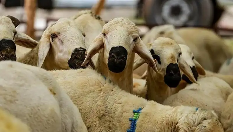 Kurban Bayramı 2025: Kurban Keser mi Kesmez, Farz mıdır?
