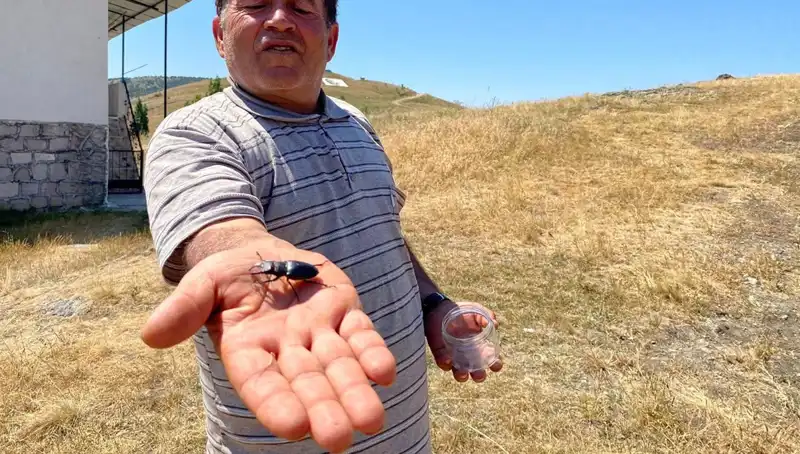 Sivas’ta Görülen Yılan Böceği Ölümüne 557 Bin TL Ceza Uygulanacak!